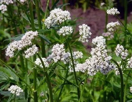 fiori valeriana