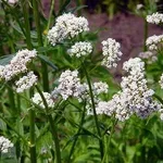 fiori valeriana