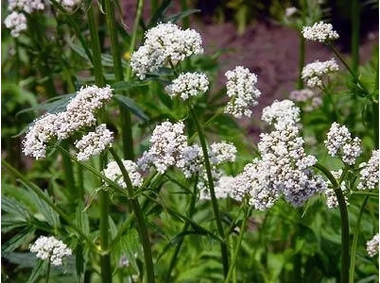 fiori valeriana