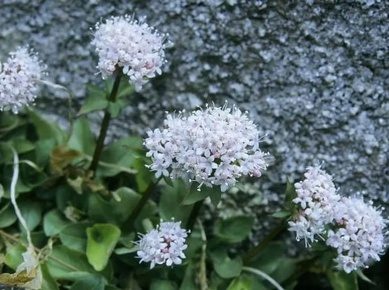 valeriana spontanea