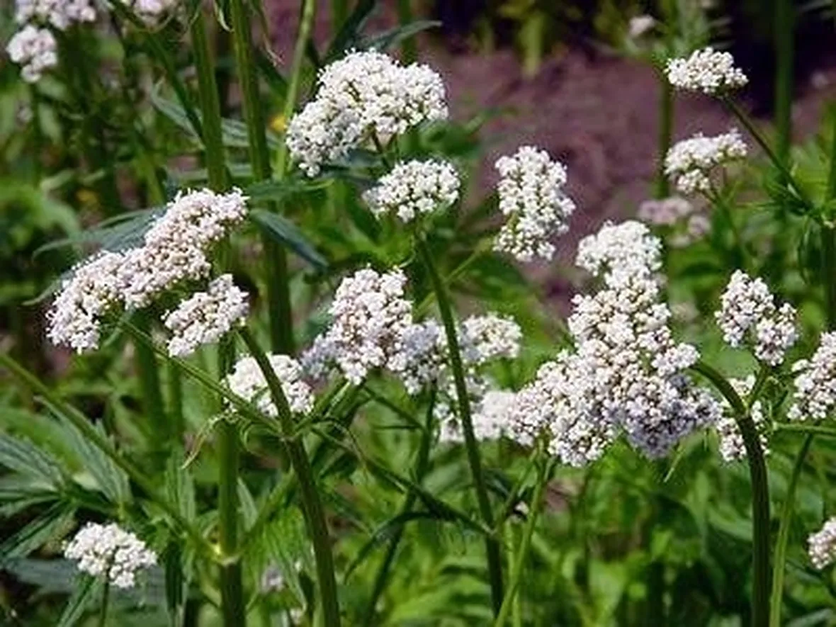fiori valeriana