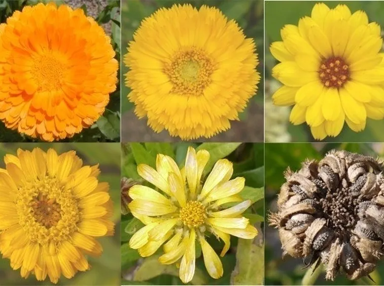 fiori per tintute madri