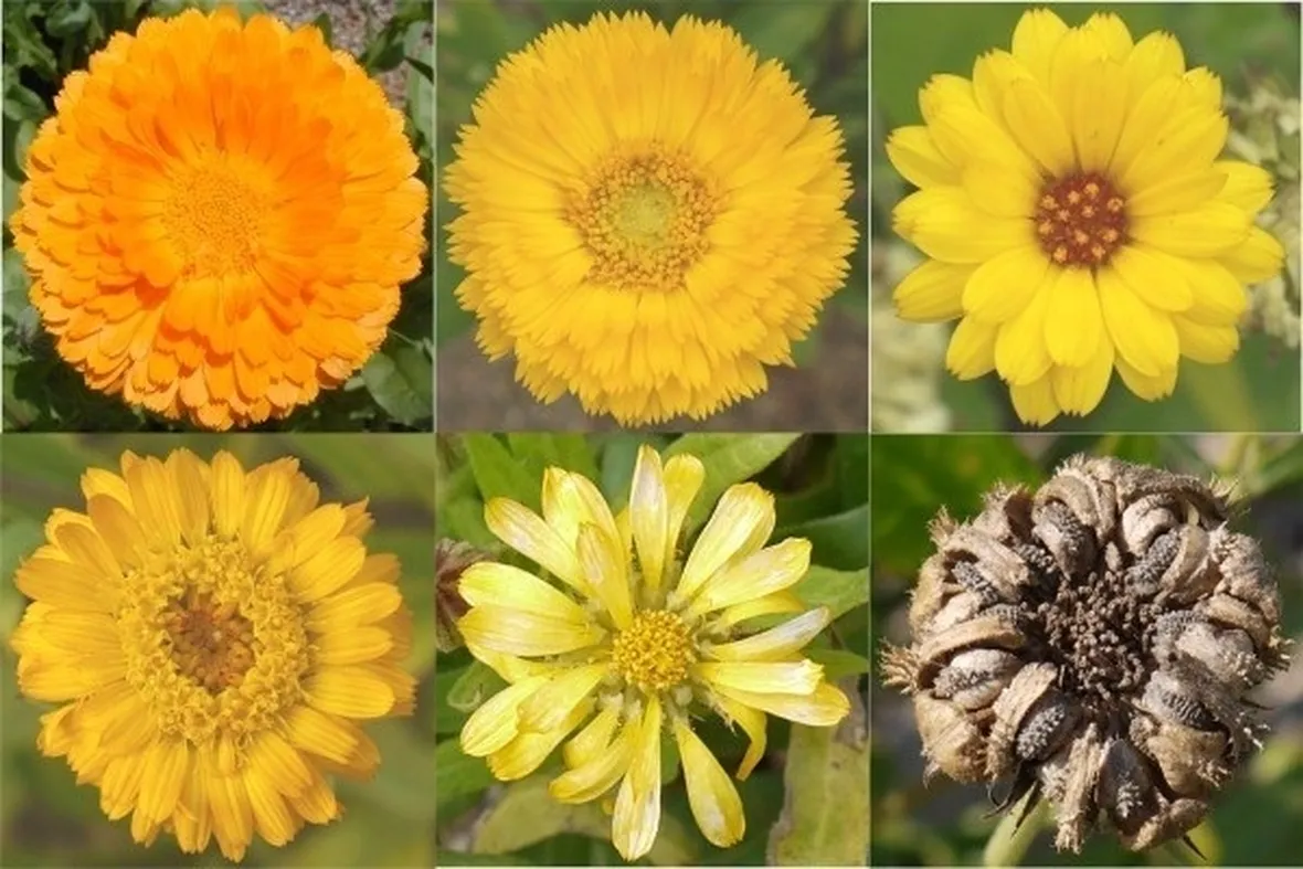fiori per tintute madri