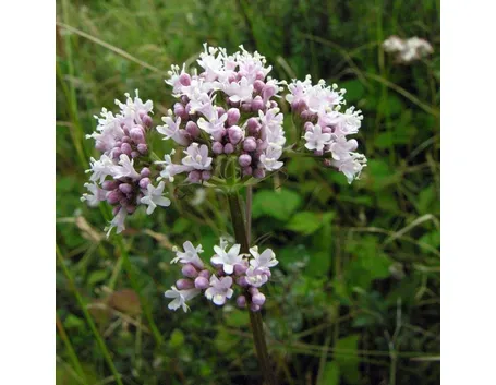 Fiore della <i>Valeriana officinalis</i>.