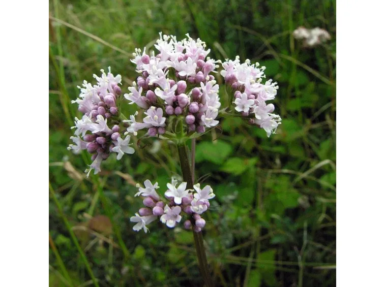Fiore della <i>Valeriana officinalis</i>.