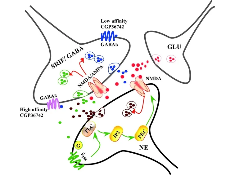 Schema della reazione dei neuroni ai GABA.