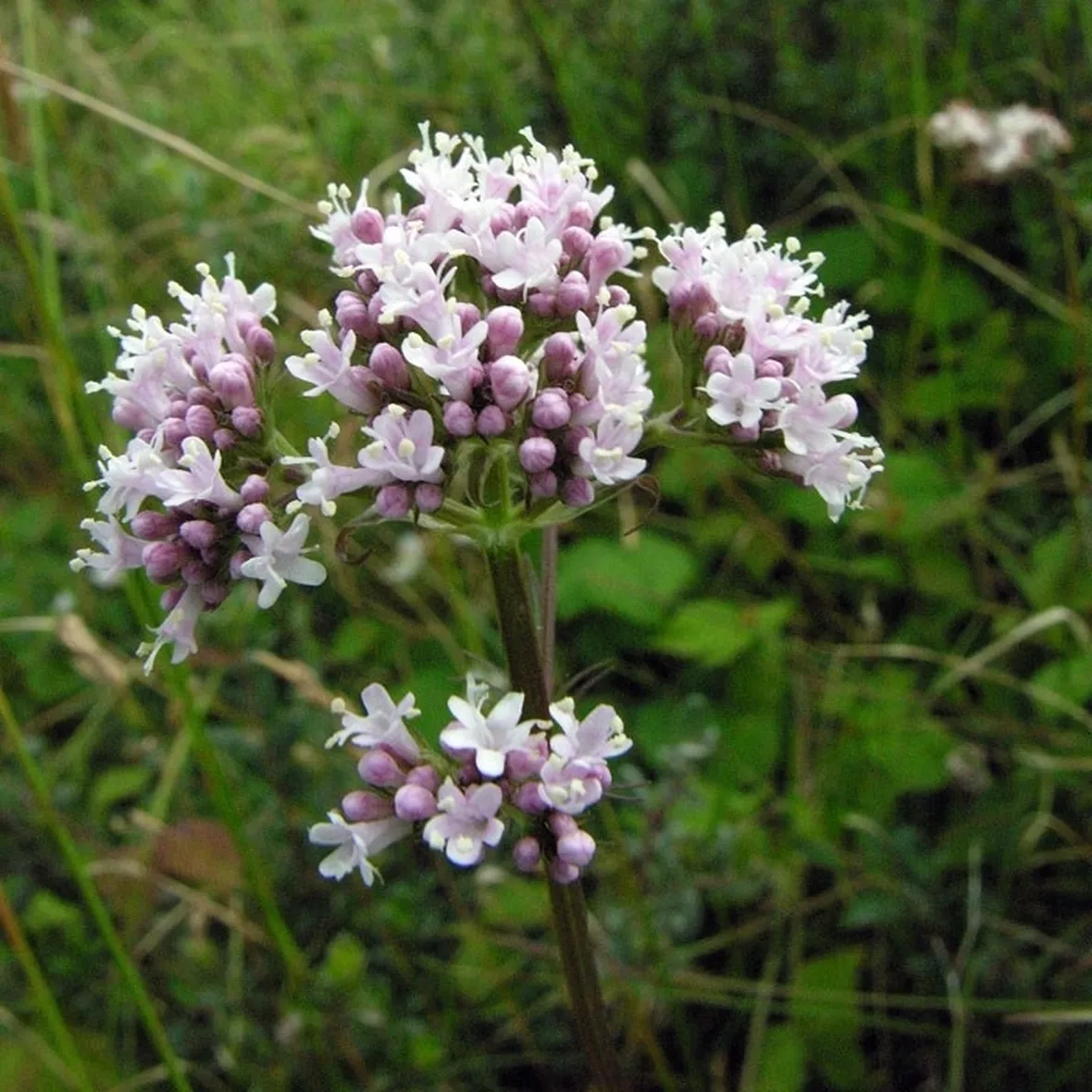 Fiore della <i>Valeriana officinalis</i>.