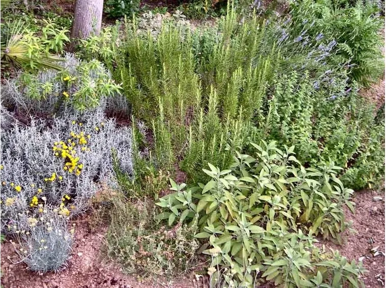 Piante officinali