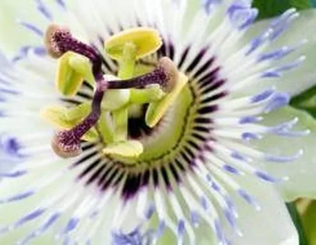 Tisana fiori di Bach