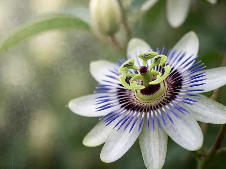 Tisana fiori di Bach