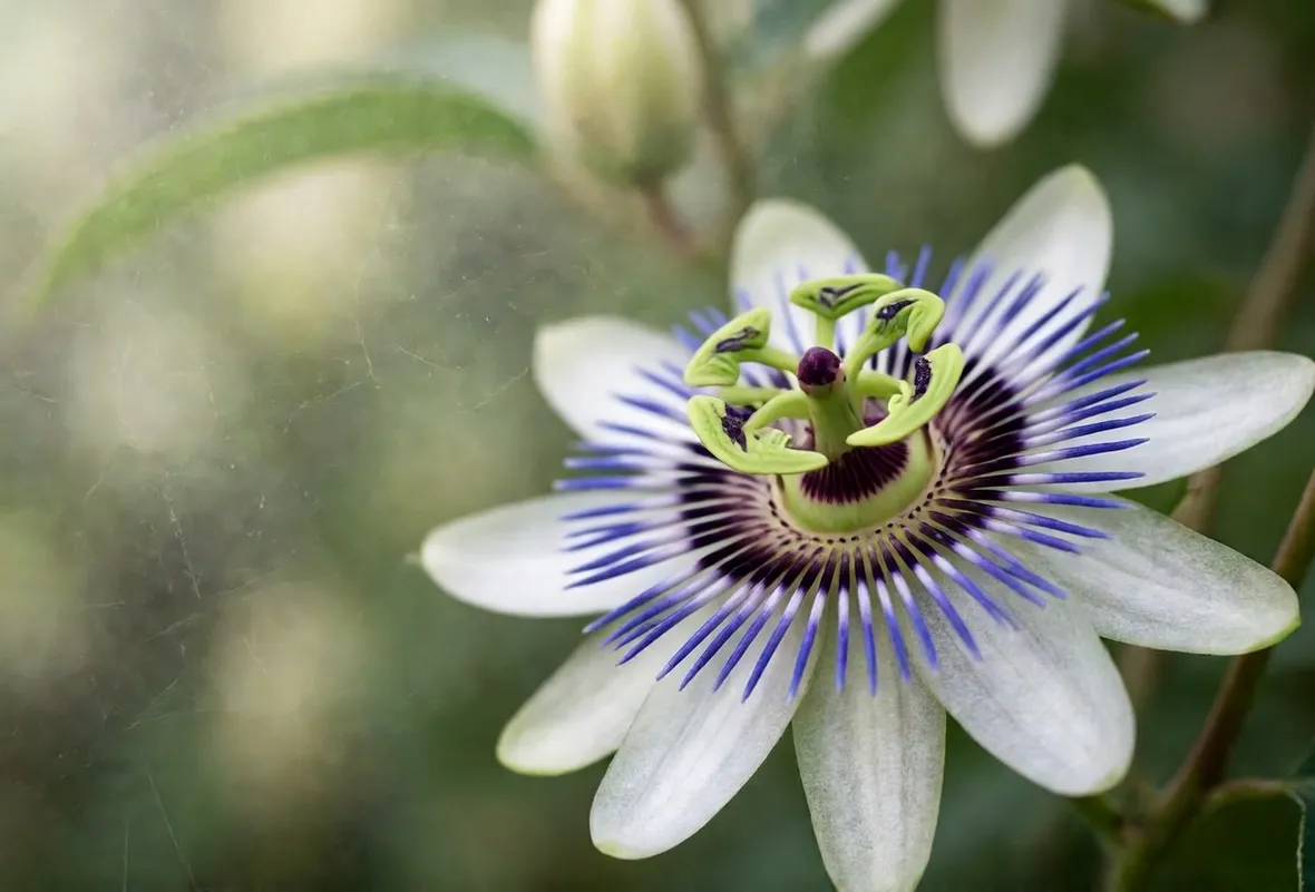 Tisana fiori di Bach