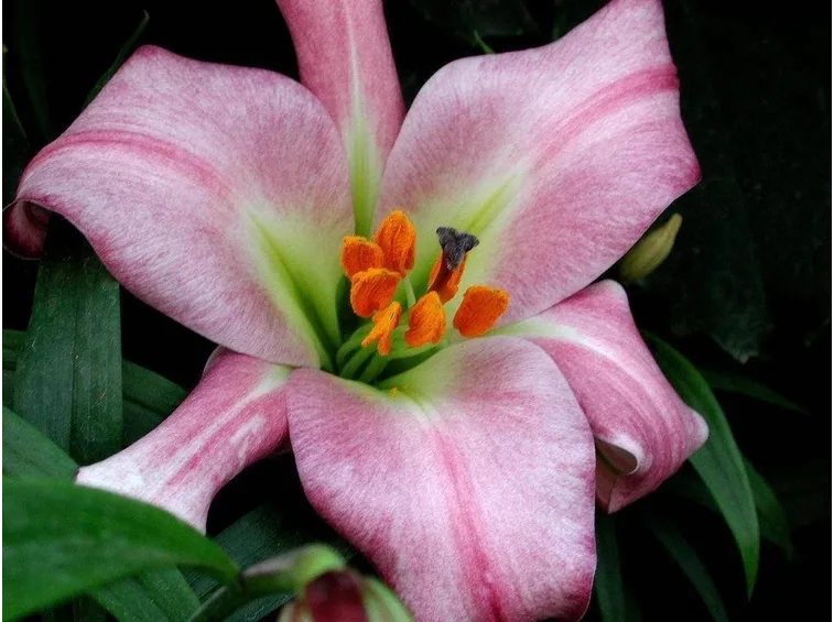 Fiori di Bach test