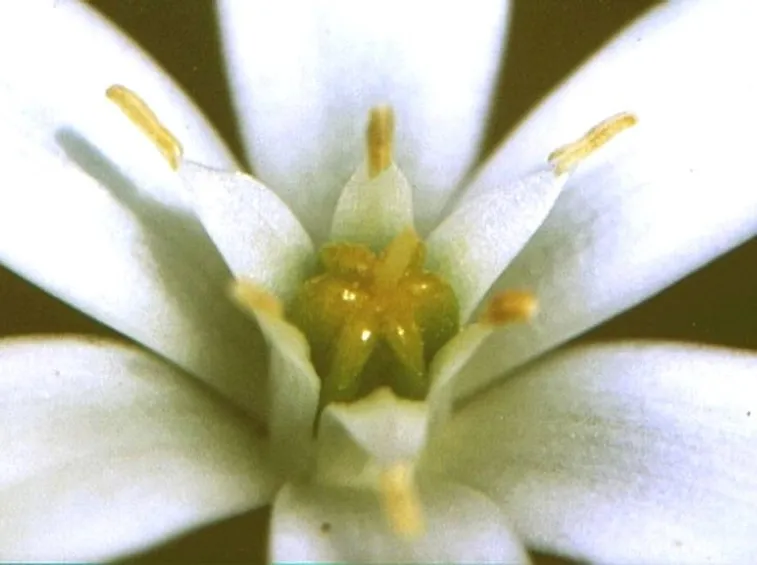 Fiori di Bach test