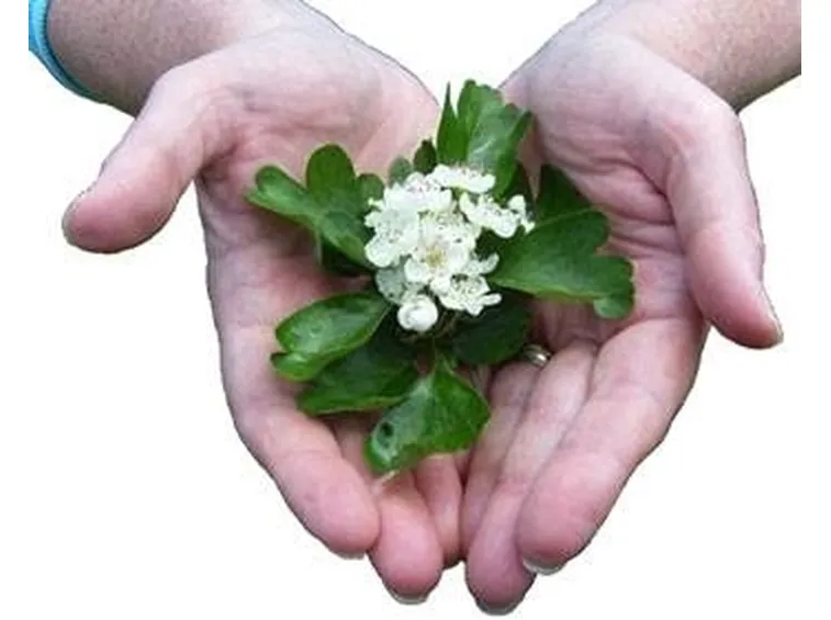 Fiori di Bach test