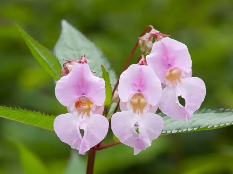 Fiori di Bach test