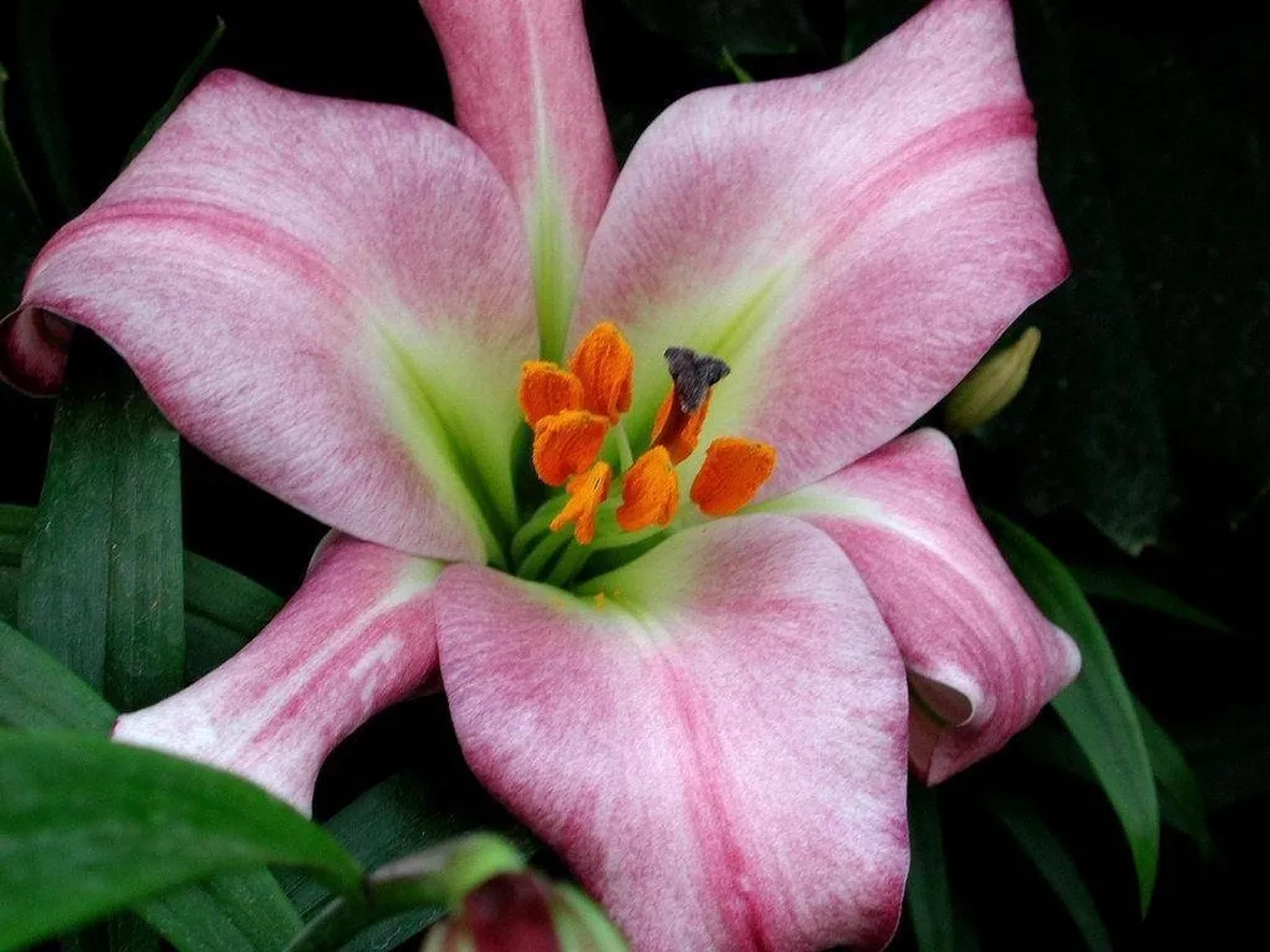 Fiori di Bach test