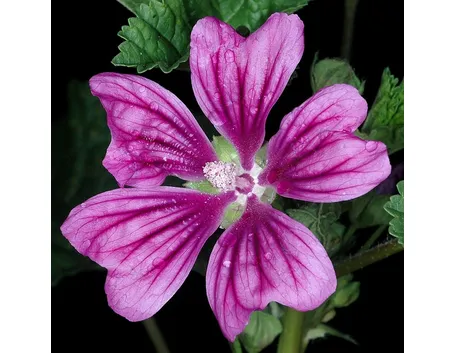 Fiore di malva