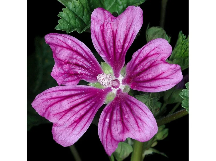 Fiore di malva