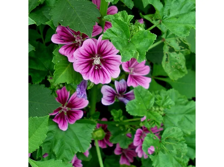 Malva
