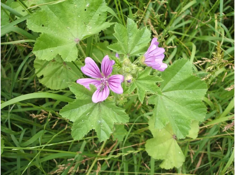 Piante di malva