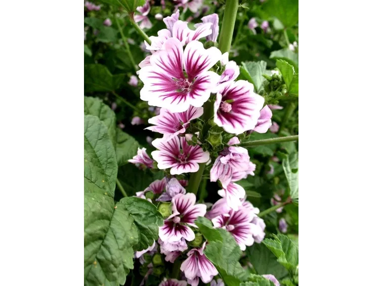 Malva zebrina