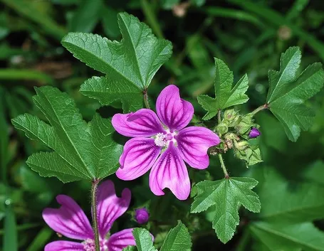 malva, benefici cavità orale