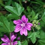 malva, benefici cavità orale