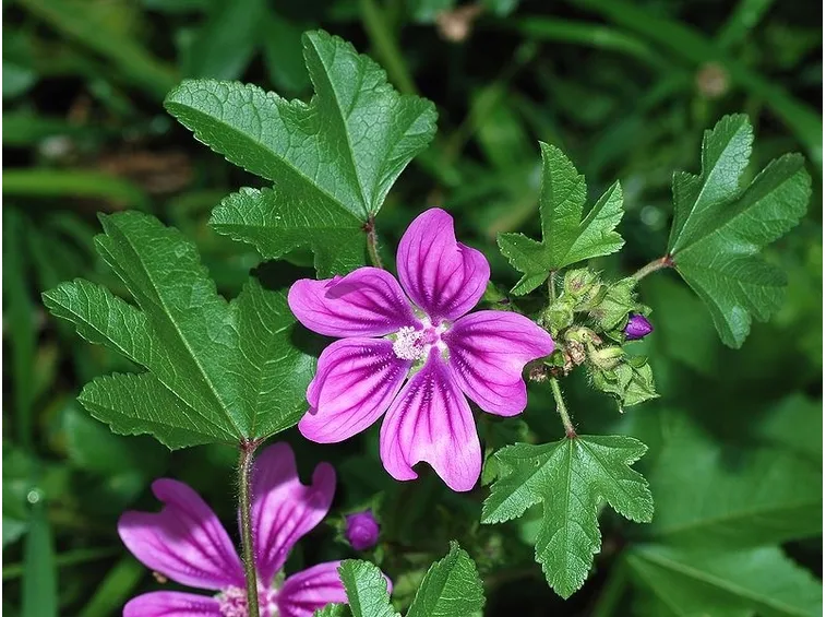 malva, benefici cavità orale