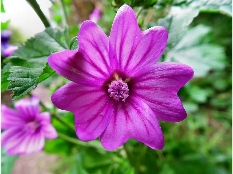 malva proprietà curative