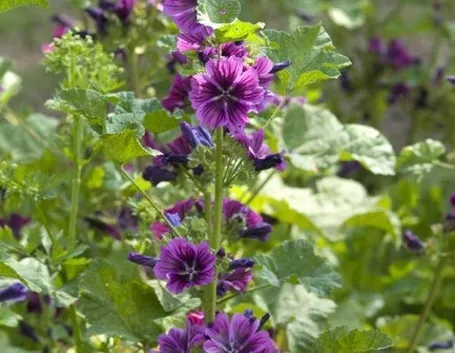 malva