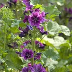 malva