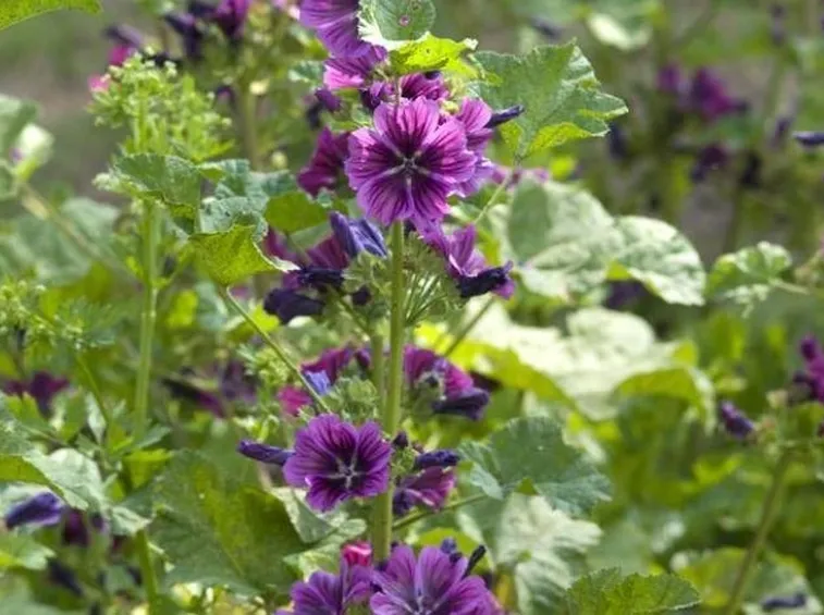 malva