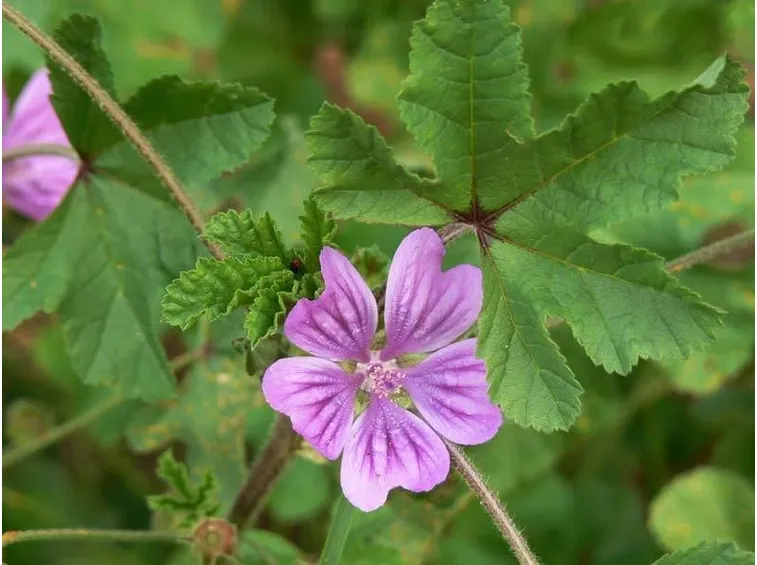 fiore malva