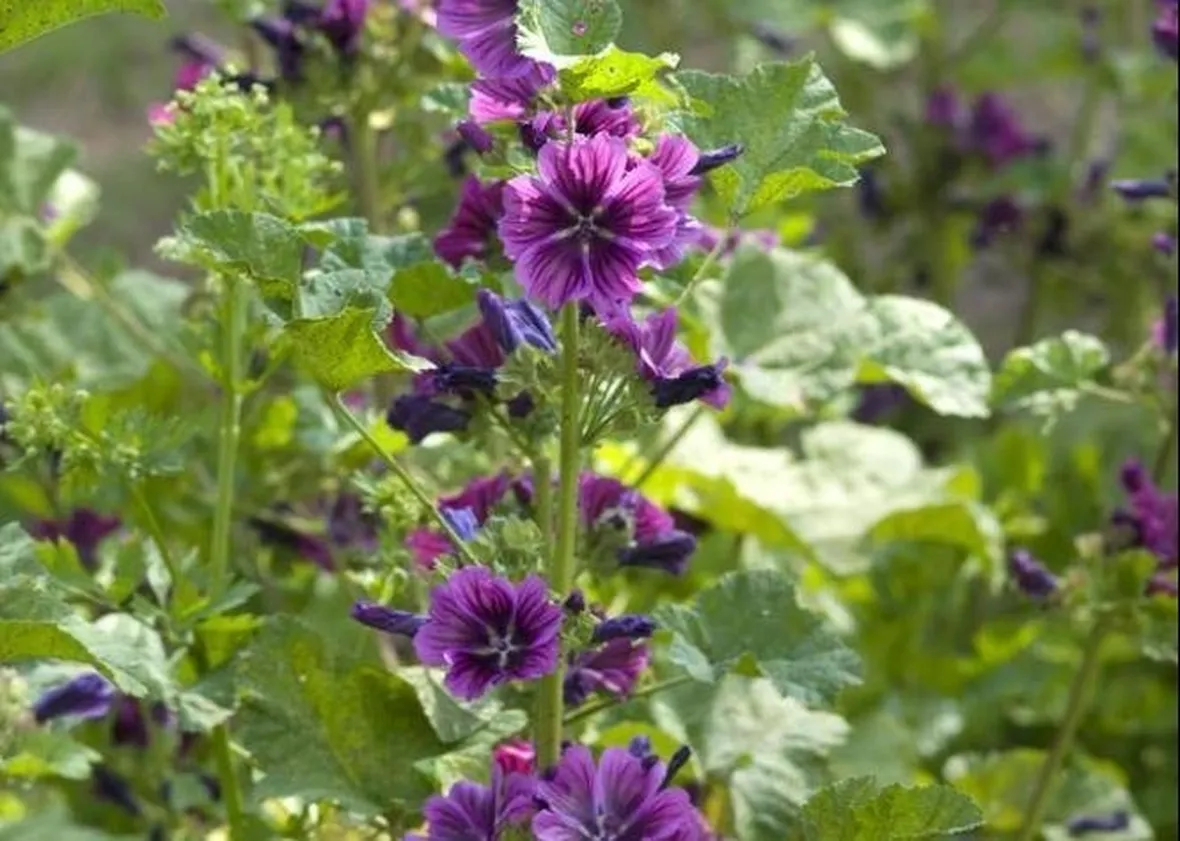 malva