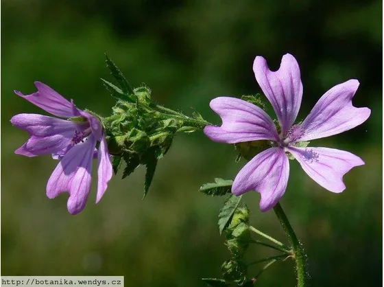 Pianta di Malva Sylvestris