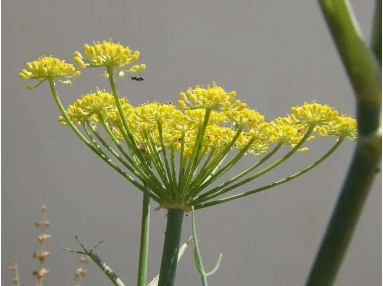 Finocchio selvatico