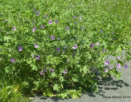 Malva selvatica