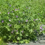 Malva selvatica