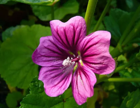 Fiori di Malva sylvestris