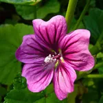 Fiori di Malva sylvestris