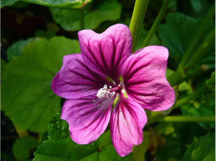 Fiori di Malva sylvestris