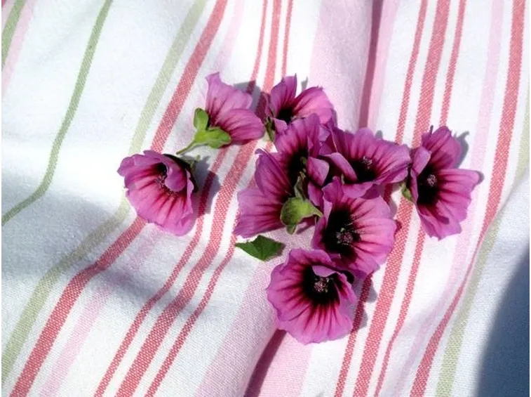 Fiori di malva