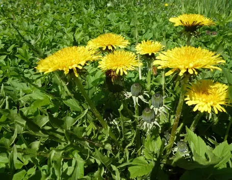 Fiori di tarassaco