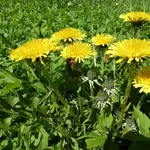 Fiori di tarassaco