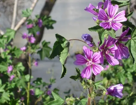 La pianta della malva