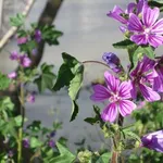 La pianta della malva