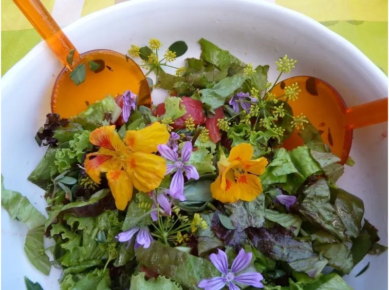 Fiori di malva usati in un'insalata