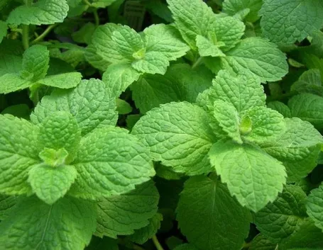 Benefici della tisana alla menta