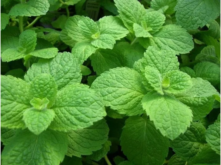 Benefici della tisana alla menta