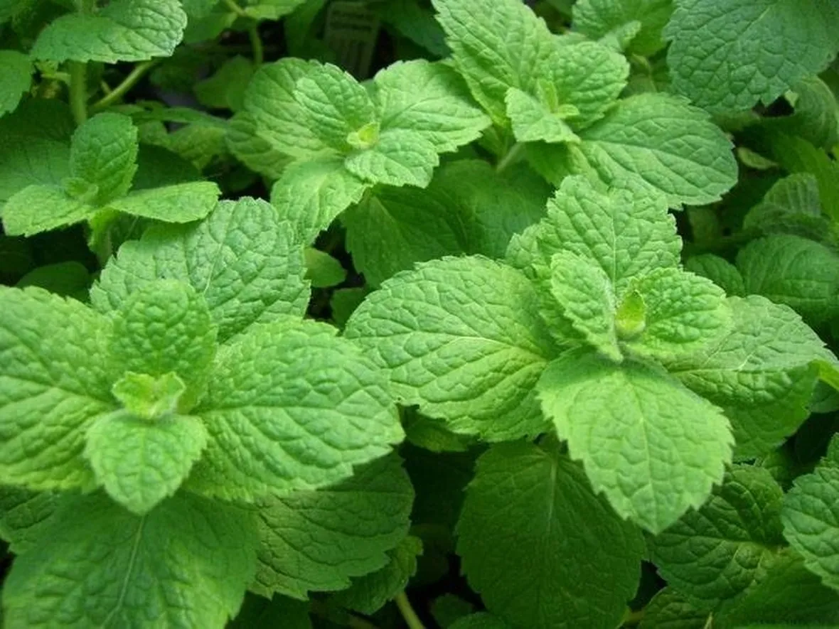 Benefici della tisana alla menta